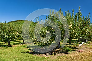An Apple Orchard in Bedford County, Virginia, USA