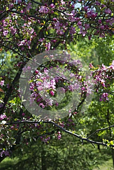 Apple orchard in bloom in the spring