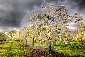 Apple orchard in blossom