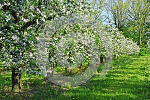 Apple orchard in blossom