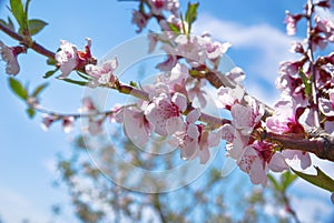 Apple orchard. Blossom tree over nature background. Spring flowers. Background