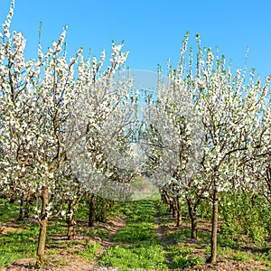 Apple orchard. Blossoming apple trees