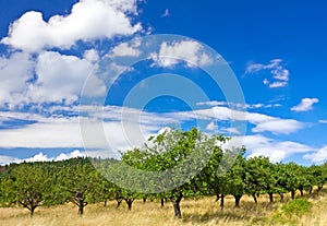 Apple orchard on blue sky