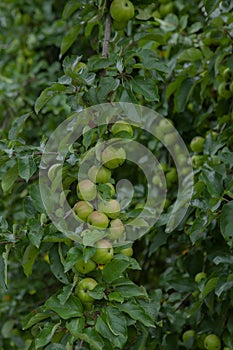 Apple orchard. Branch with apples. Abundant branch with apples