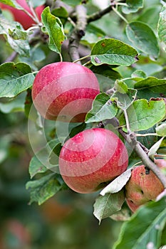 Apple Orchard Branch With Fruits