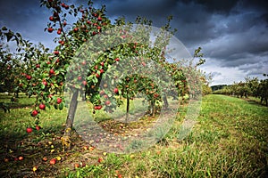 Apple orchard at cloudy day