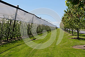 Apple orchard - Coldstream