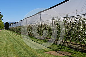 Apple orchard - Coldstream