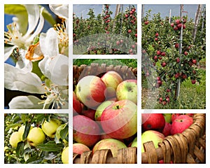 Apple orchard collage