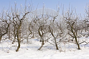 Apple orchard covered in snow