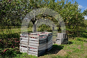 Apple Orchard With Crates at Harvest