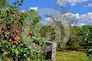 Apple Orchard With Crates at Harvest