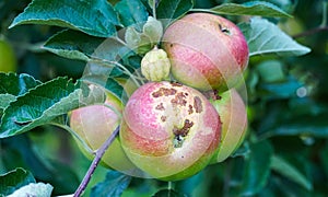apple orchard with deceased ripening apples on the trees in end of august.