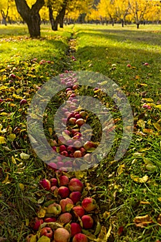 Apple orchard during fall harvest