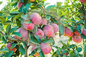 Apple orchard with fruits