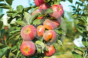 Apple orchard with fruits