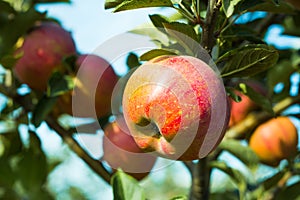 Apple orchard with fruits