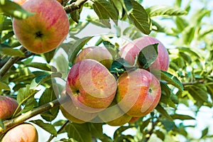Apple orchard with fruits