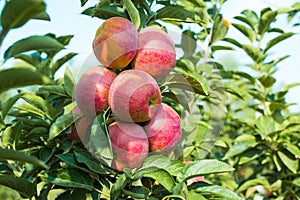 Apple orchard with fruits