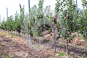 Apple orchard with fruits