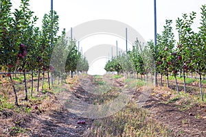 Apple orchard with fruits