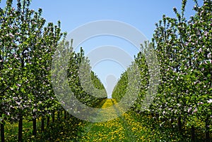 Apple orchard garden in springtime with beautiful field of blooming dandelions