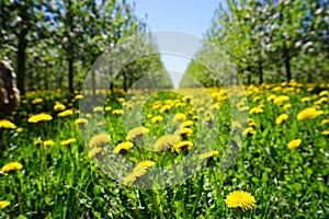 Apple orchard garden in springtime with beautiful field of blooming dandelions