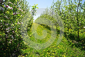 Apple orchard garden in springtime with beautiful field of blooming dandelions. Blossoming apple orchard in spring