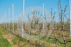 Apple orchard garden in springtime with rows of trees with blossom.