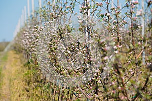 Apple orchard garden in springtime with rows of trees with blossom.