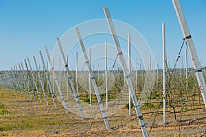 Apple orchard garden in springtime with rows of trees with blossom.