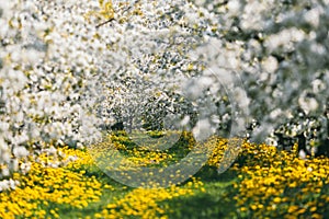 An apple orchard on a green lawn in a sunny day. Scenic image of trees in charming garden. .