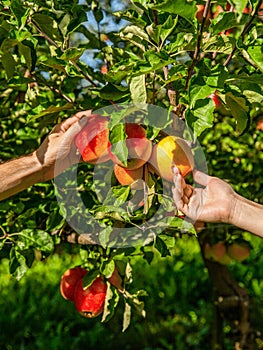 Apple orchard, harvest time. Man and woman hand pick ripe apple. Man giving girl apples from hands to hands in garden