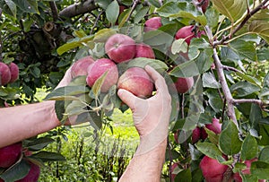 Apple orchard, harvest time. Red ripe apples on apple tree. Hands picks red ripe apple.