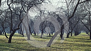 Apple orchard in the haze