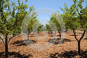 Apple orchard
