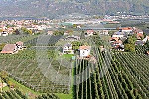 Apple Orchard in Italy