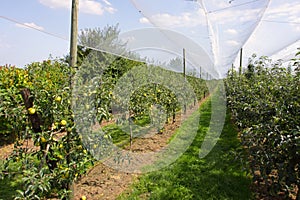 Apple orchard with nets