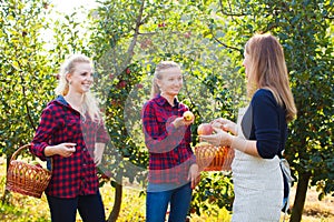 Apple orchard and openspace market on the farm