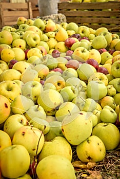 Apple orchard.Organic red ripe apples.