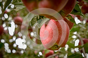 Apple orchard.Organic red ripe apples. photo