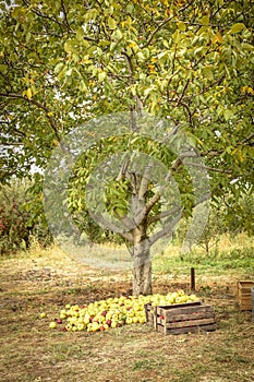 Apple orchard.Organic red ripe apples. photo