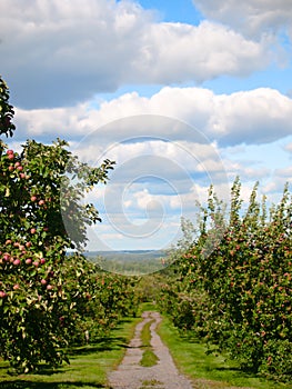 Apple orchard pathway