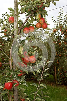 Apple orchard before the pick