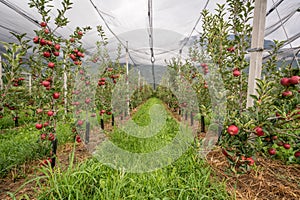 Apple orchard with protection nets. Merano, Italy