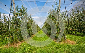 Apple orchard with protection nets. Merano, Italy