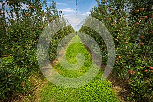 Apple orchard with protection nets. Merano, Italy