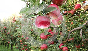 Apple Orchard ready for harvest