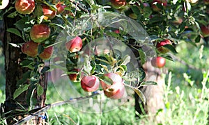 Apple Orchard ready for harvest