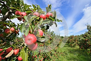 Apple Orchard photo